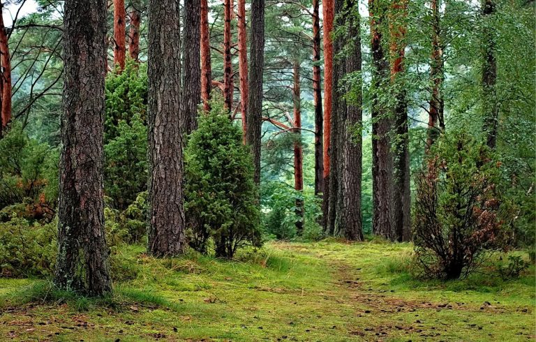 woods