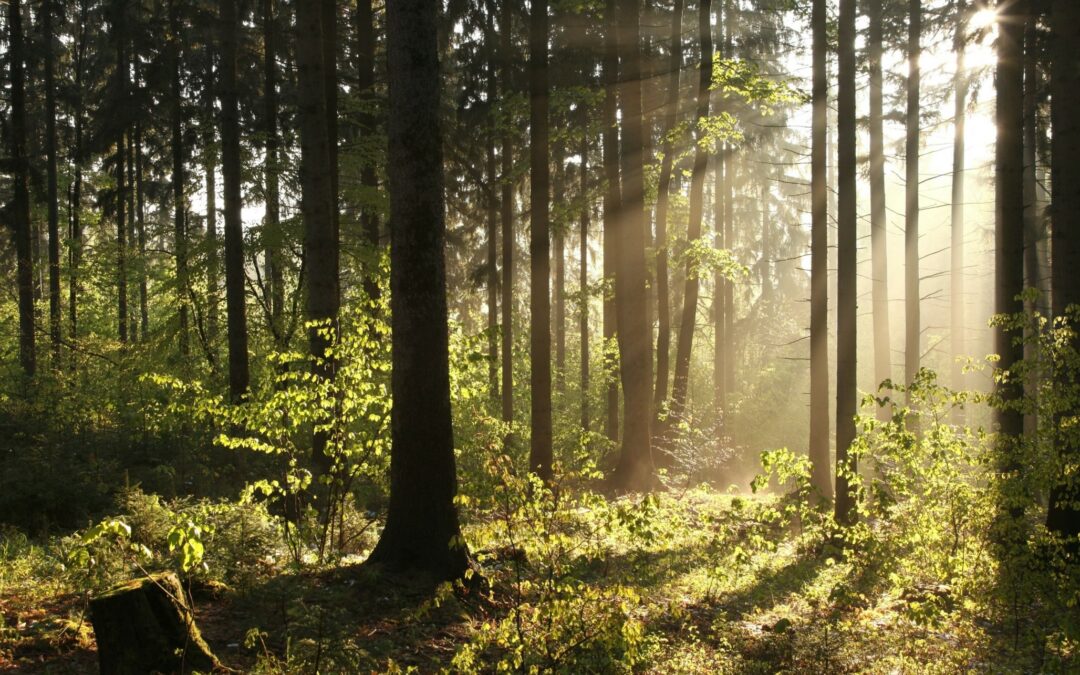 Protecting the ecosystem through sustainable manufacturing.